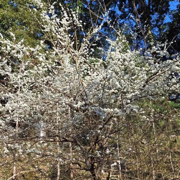 Nanzhuang Haoshanhaishui B&B, ξενοδοχείο σε Hung-mao-kuan