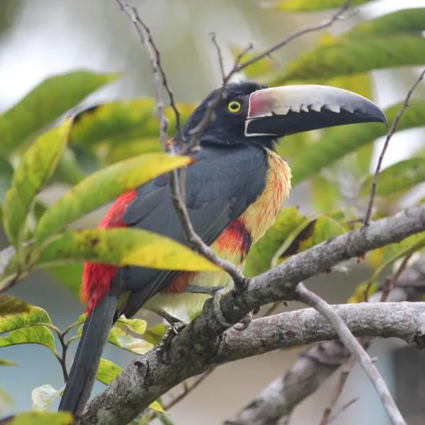 Nature Resort, ξενοδοχείο σε Bermudian Landing