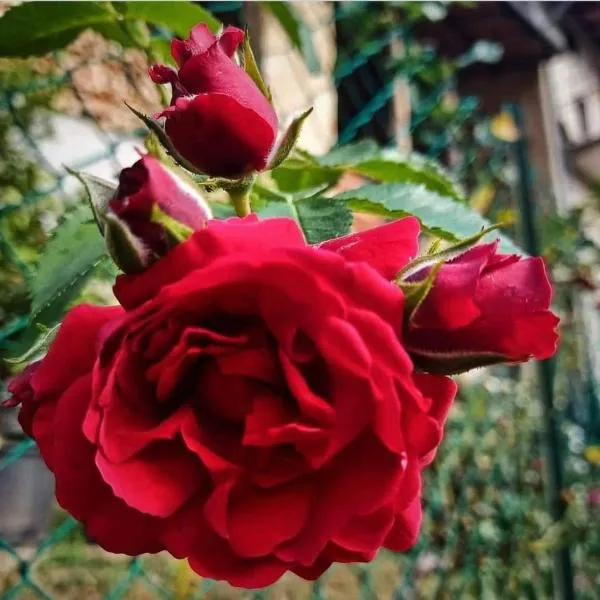 La Casa di Elena, ξενοδοχείο στο Καμερίνο