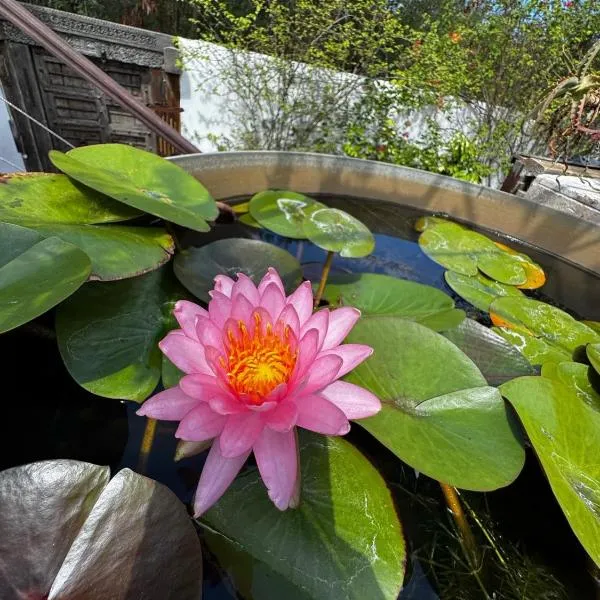 Lotus Garden - Île de la Réunion, Hotel in Ravine des Cabris