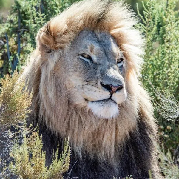 Mont Eco Game Reserve，位于蒙塔古的酒店