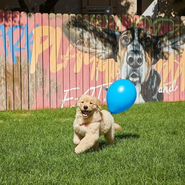 Sono Pet Clubs & Resorts VivaldiPark, Hotel in Hongcheon