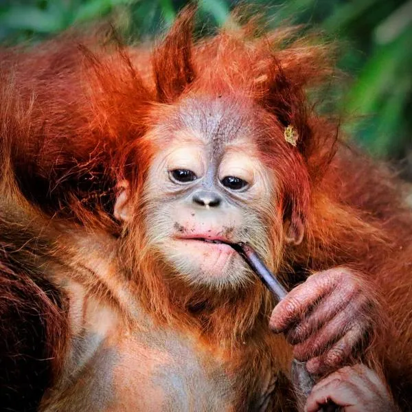 JUNGLE LIFE GUEST HOUSE - Trekking & Transport Only Book With Us, hotel v destinaci Bukit Lawang