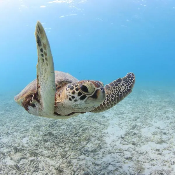 Tokashiku Marine Villege, hotel v destinaci Tokašiki