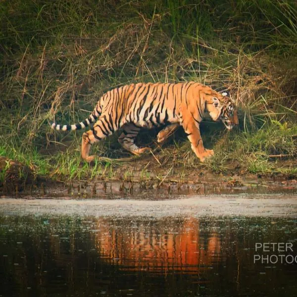 Tiger Corner Inn Homestay, hotel en Sauraha