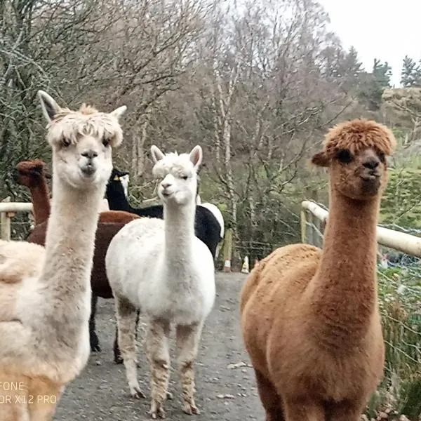 Shepherds hut on alpaca farm, hotel in Blaenau-Ffestiniog