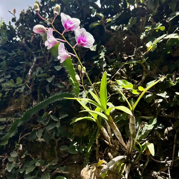 Casa da 17 - Lago Sul、ブラジリアのホテル