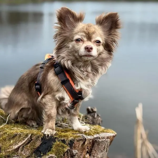 Hundeurlaub im Tiny House im Wald, hôtel à Tanna