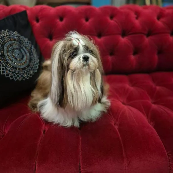 Hotel Lenart, hotel em Wieliczka