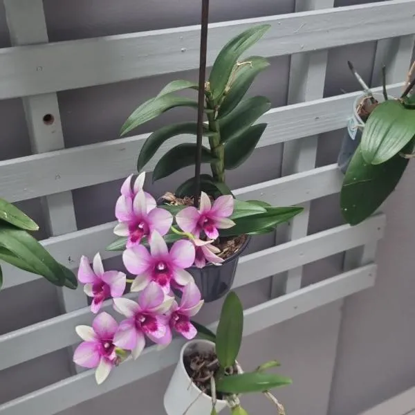 Cantinho das Orquídeas!, hotel in Pelotas