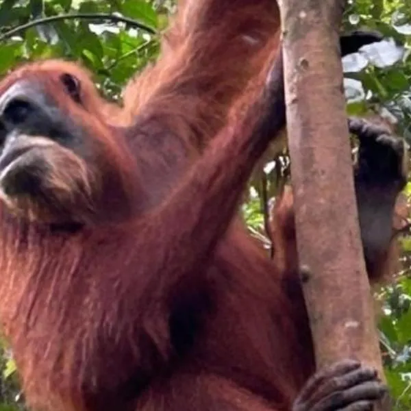Ustin Nagoya Bukit Lawang Orangutan Trekking & transport only book with us, hotel in Bukit Lawang