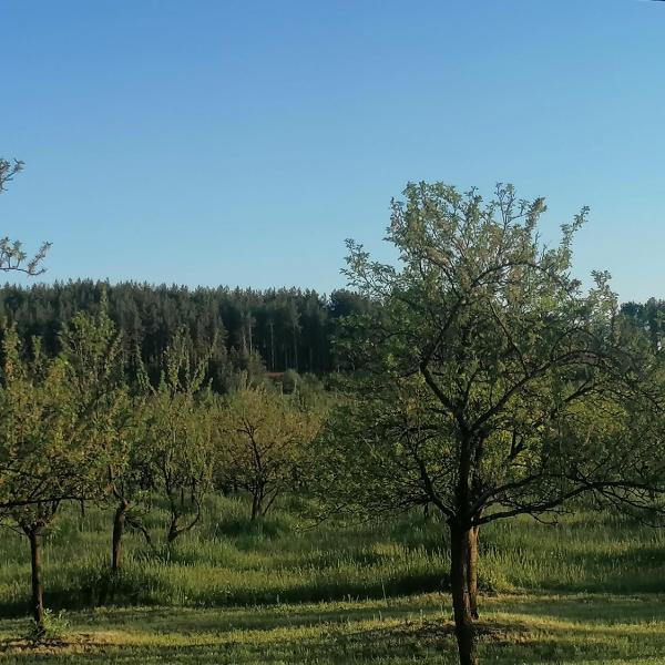 Vila Ana Marija, Berovo