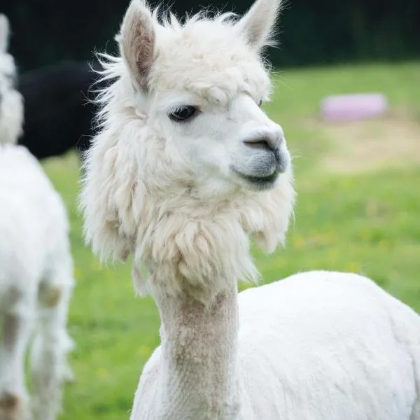 Piggy, hotel in Pembroke