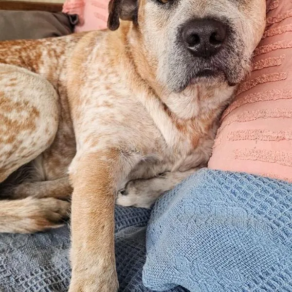 Sunnys Piece Of Paradise, hotel v destinaci Agnes Water