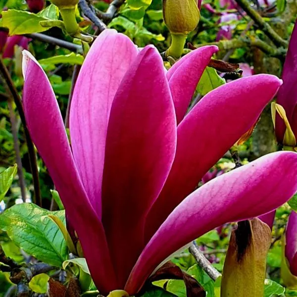 Magnolija โรงแรมในเลียปาญา