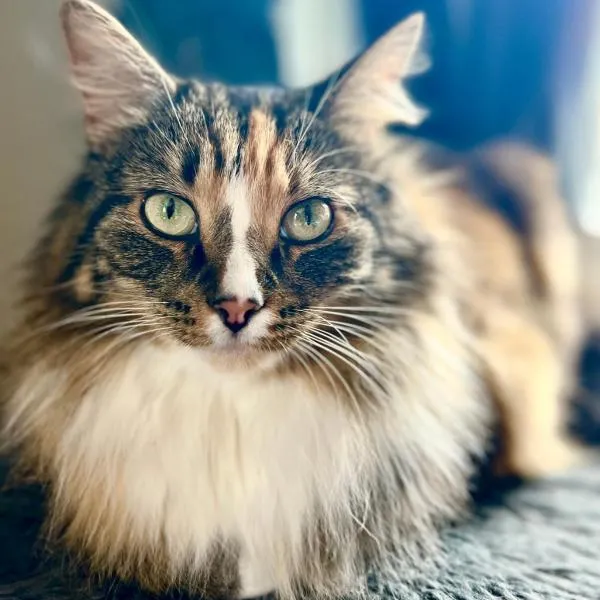 Vintage apartment with fresh sea air and pets, ξενοδοχείο σε Kristiansund