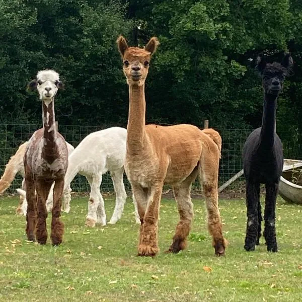 2 Bed Rural Retreat in Dorset Includes a private Hot Tub and cosy wood burner, hotel in Horton