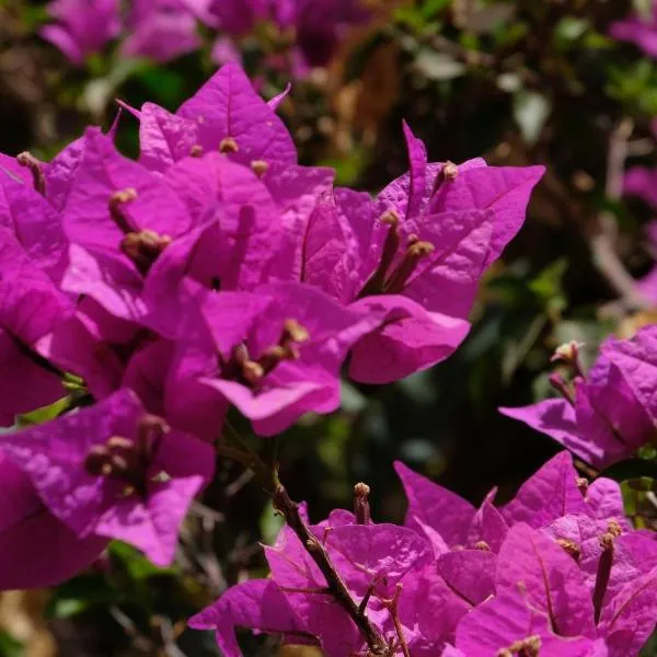 Asnouss，位于马拉喀什的酒店