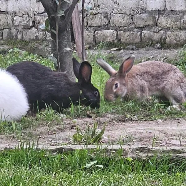 Mountain View Hotel, מלון במנאלי
