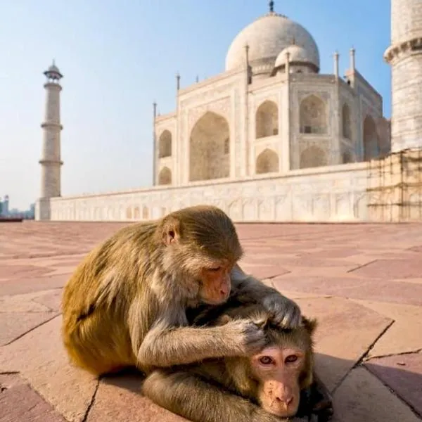 The Hideout Agra - Homestay near Taj, hotel in Agra