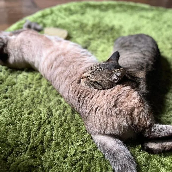 Hostel&Bar クツカンタ, hotel din Rishiri