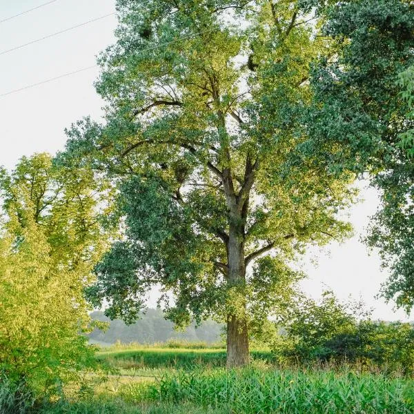 Uroczysko Oleśnica, Hotel in Chodzież