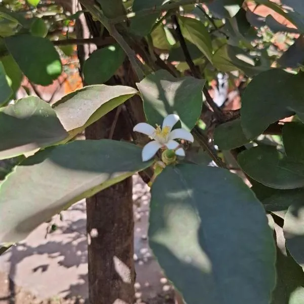 Complejo Los Azahares，位于罗克萨恩斯培尼亚总统城的酒店