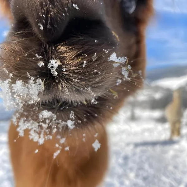 Alpenchalét Alpakablick, hotel en Sankt Lorenzen ob Murau