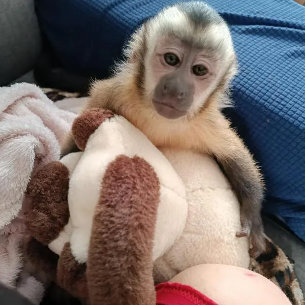 Uroczy Apartament, hotel in Kraków