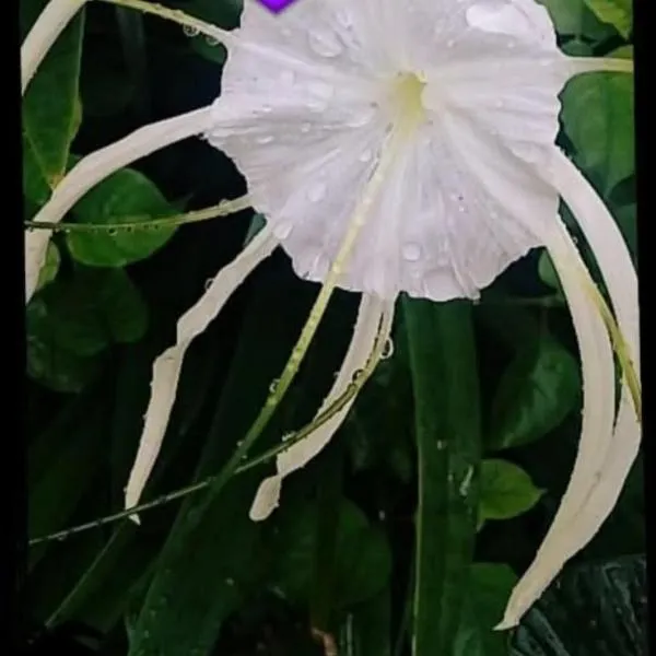 SeaSide Dormitory BEDS and Airport Shuttles, ξενοδοχείο σε Korotogo