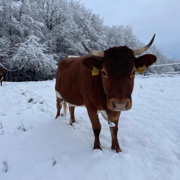 Zerko Holiday Apartment Janko with a private outdoor jacuzzi for FREE, hotel v destinaci Mirna