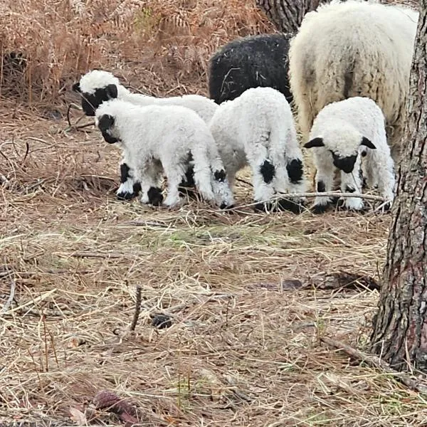 Les Chouchous du Garthieu, hotel i Hourtin