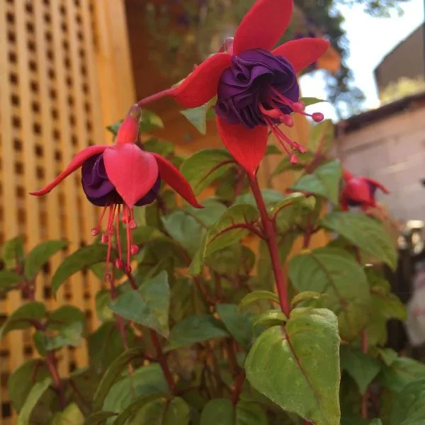 Apartments like hotel, Hotel in Czernowitz