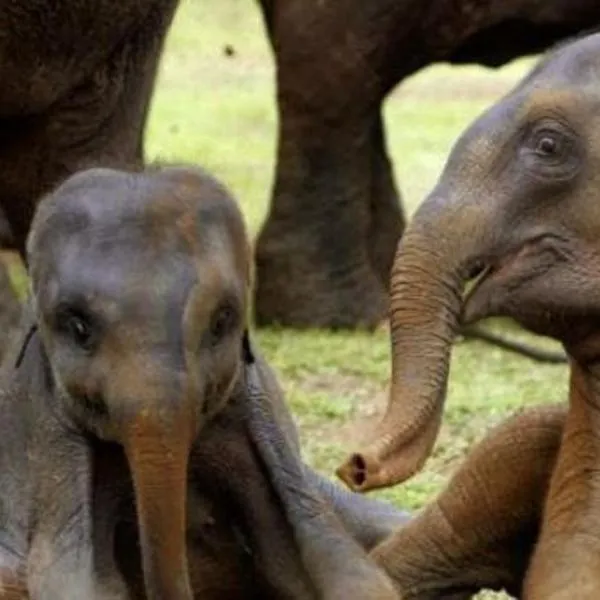 Hotel Asha safari, hotel in Udawalawe