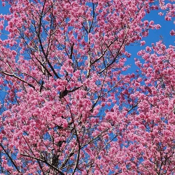 Mu Cang Homestay, ξενοδοχείο σε Lao San Chay