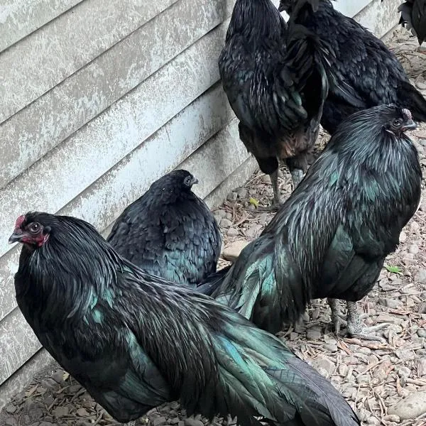 拇指園民宿, hotel em Guanxi