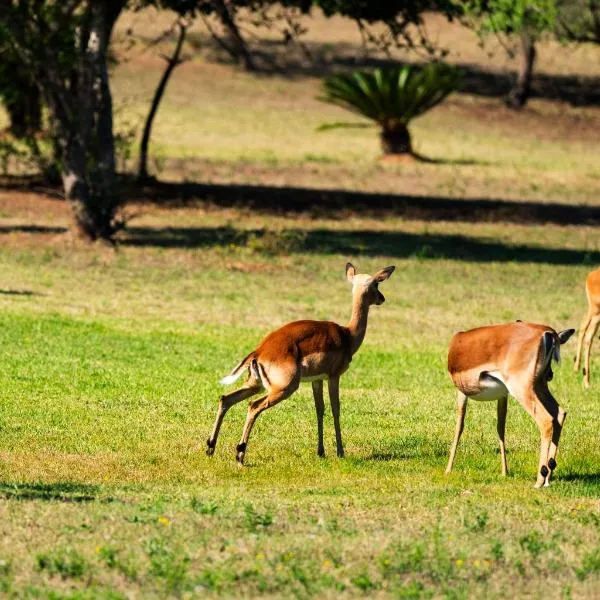 Intibane Lodge, hotel en Ulundi
