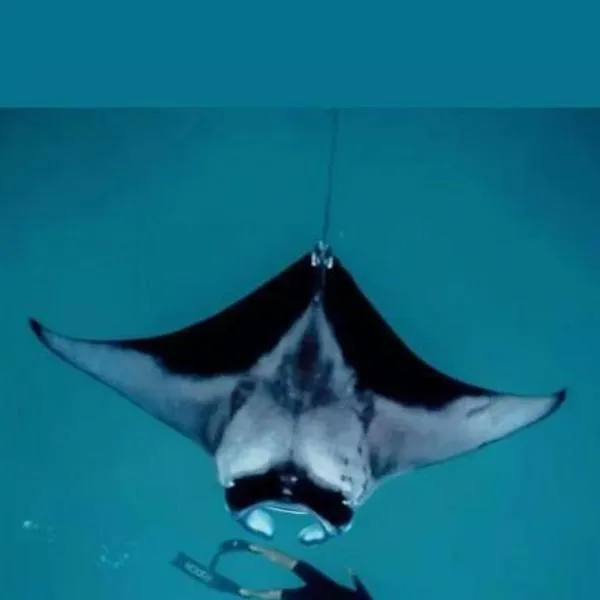 Oceanvine, מלון בMahibadhoo