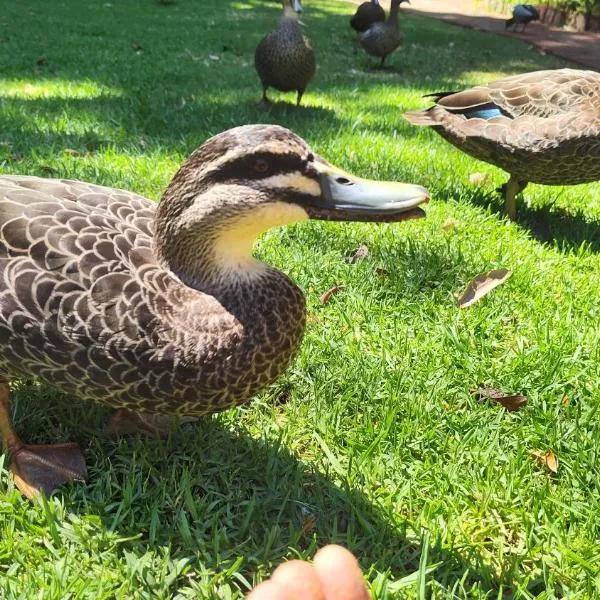 Adamsons Riverside, Hotel in Margaret River