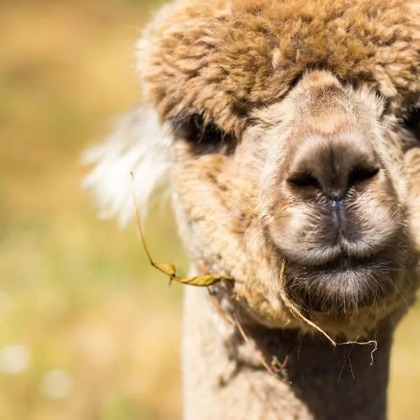 Alpacas Off Grid - House Truck, Hotel in Takaka