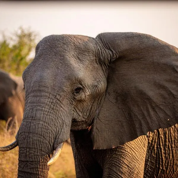 Hlane Royal National Park, хотел в Simunye