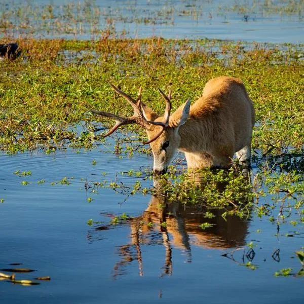 El Paso Ibera, khách sạn ở Colonia Carlos Pellegrini