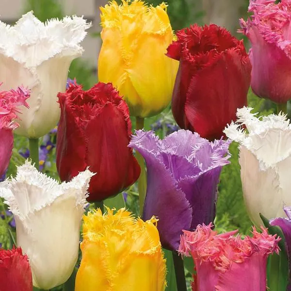 Serenity Inn โรงแรมในไนแอการาฟอลส์