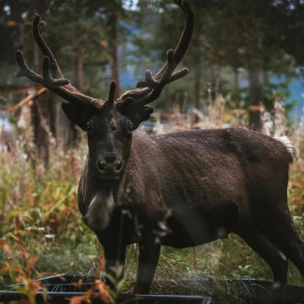 Reindeer Lodge – hotel w mieście Jukkasjärvi