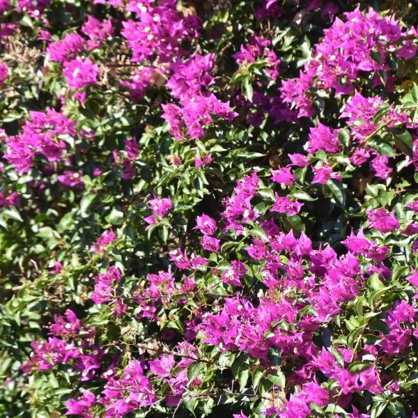 Azienda Agrituristica Biologica Il Querceto, hôtel à Santa Severina