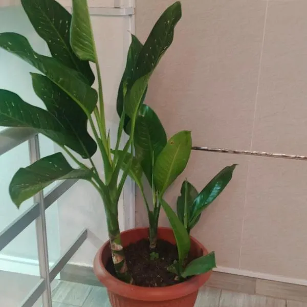 HOUSSE 69 Café Bar – hotel w mieście Satipo