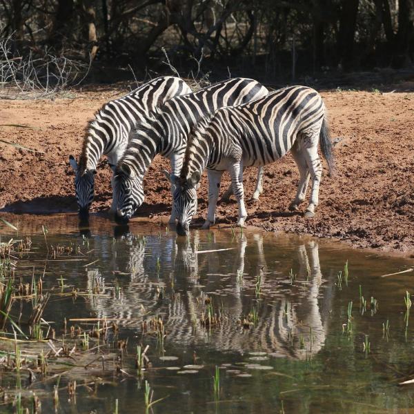 Bushbaby Lodge & Camping