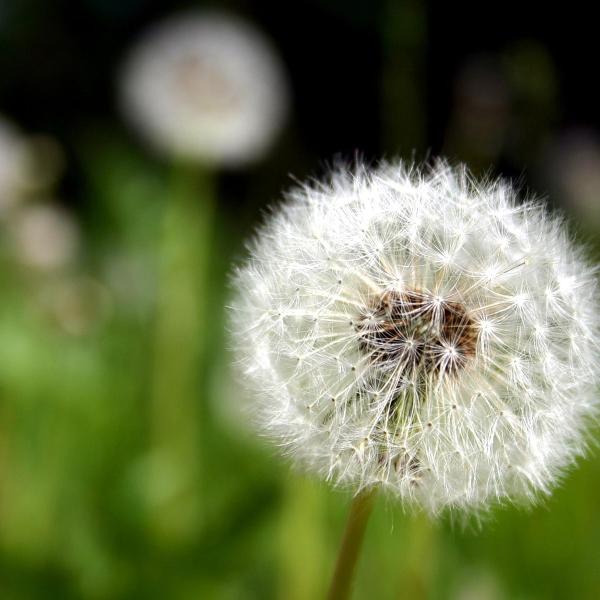 Ferienwohnung Pusteblume