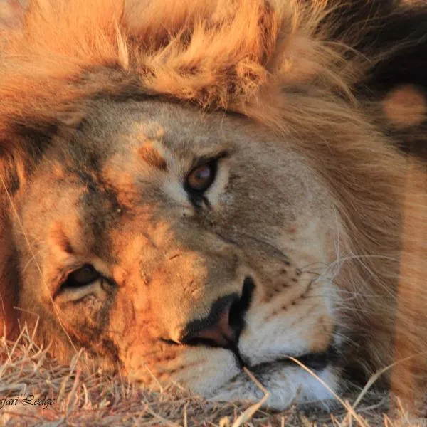 Umzolozolo Private Safari Lodge & Spa, Hotel in Wildreservat Nambiti