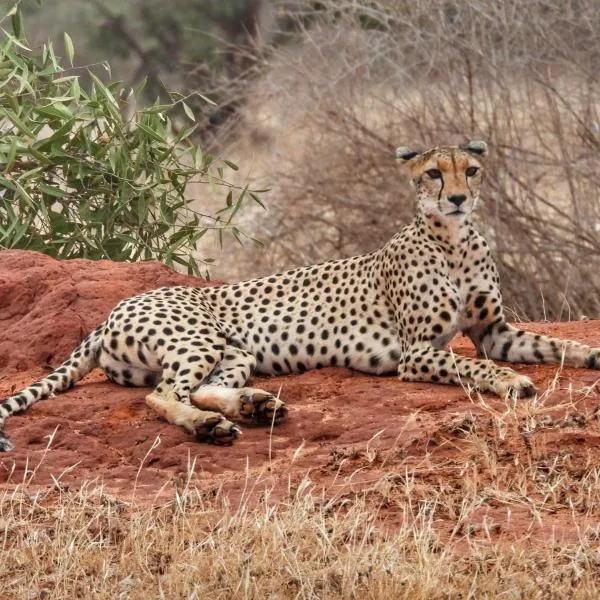 Tausa Tsavo Eco Lodge, hotel in Voi